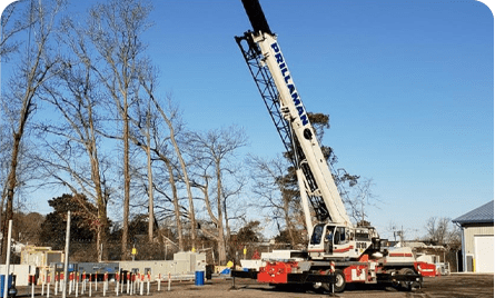 A crane is being used to lift trees.